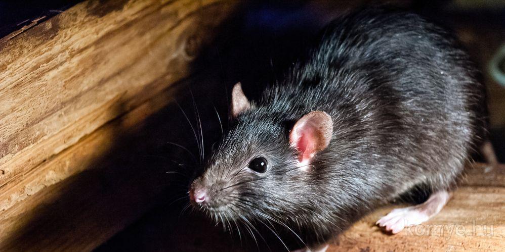 A rágcsálók elleni védekezés lehetőségei, szükséges teendők tavasszal