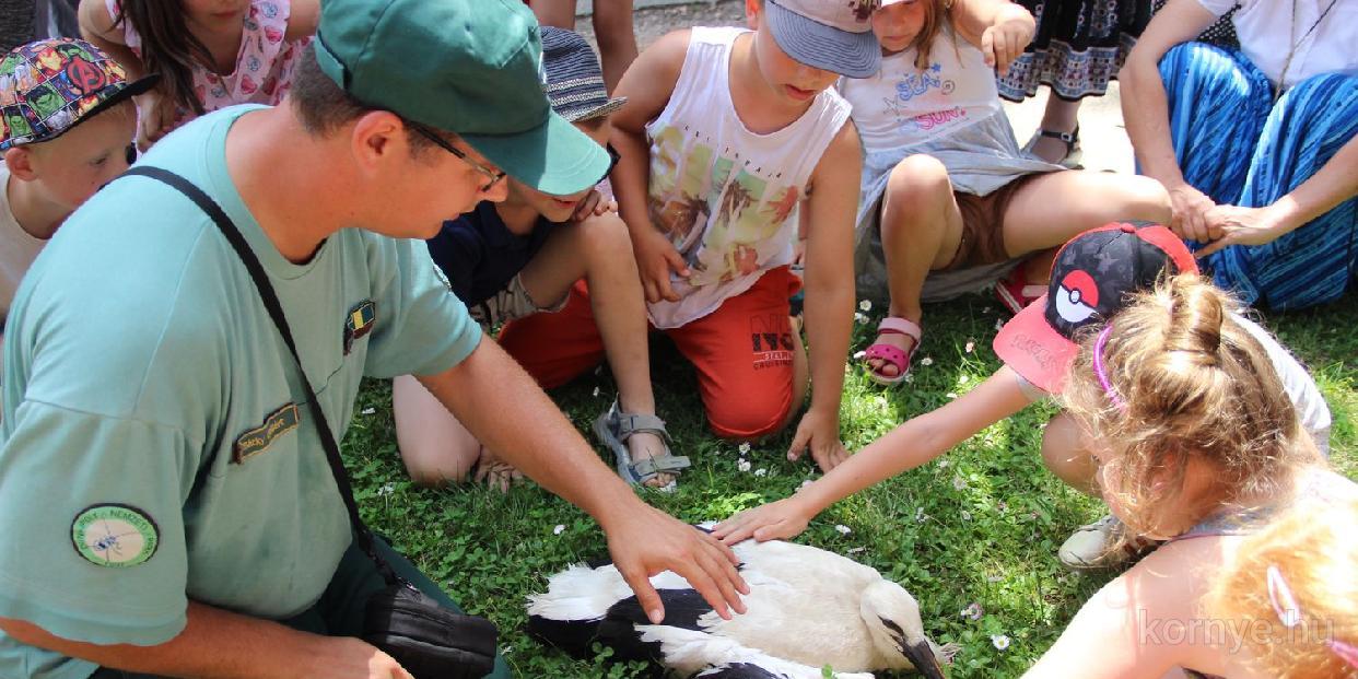 Ismét három fiókával gyarapodott a fészek